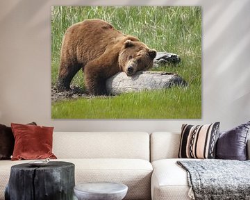 Grizzlybeer - Alaska  van Tonny Swinkels