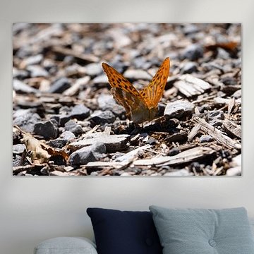 Butterfly (Emperor Moth)