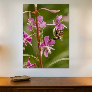 Abeille sur une fleur de laitue pourpre - Au rythme de la nature sur Acharya Fotografie