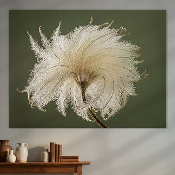 Une beauté fragile : des gouttelettes ornent le duvet sur Marjolijn van den Berg