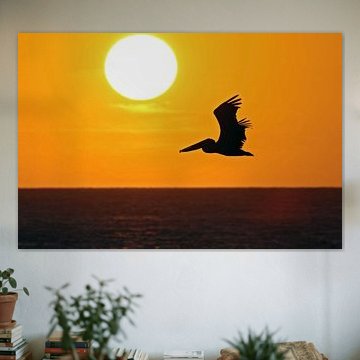 zonsondergang eagle beach