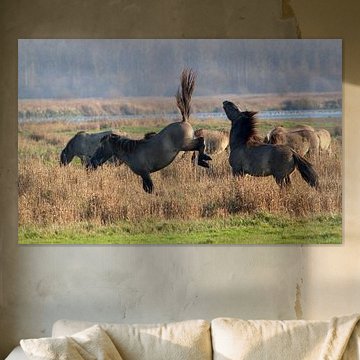 Kämpfende Konik Pferde