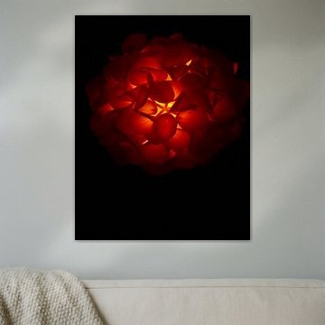 “Ember Hydrangea X”