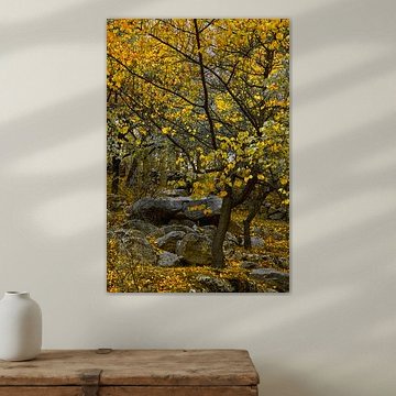Ritme nr. 1 – Herfst: versplinterd ondergroei van Wondering Saif