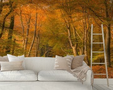 Fairytale forest by Xander Haenen