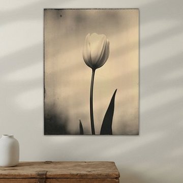 Tulipe dans une lumière douce n° 14