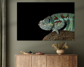 Chameleon sur Eelke Cooiman