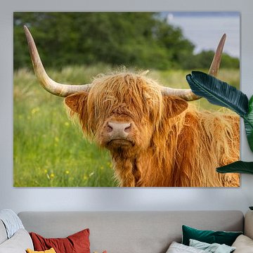 Schotse Hooglander 1/8 van Adelheid Smitt