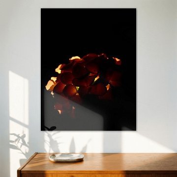 « Ember Hydrangea XIII » sur Ember Bloom