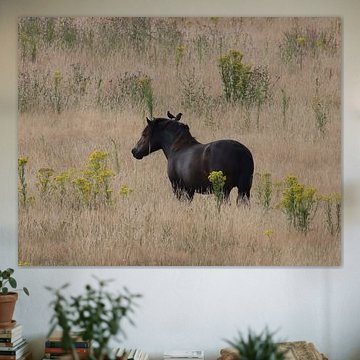 Tranquillité estivale - Cheval sauvage dans un paysage de champs jaunes sur Mootjes