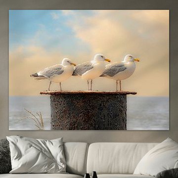 Trio Larus