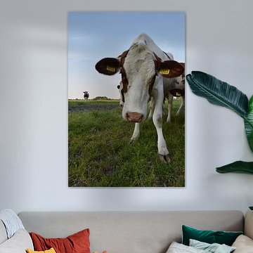 Cow 1264