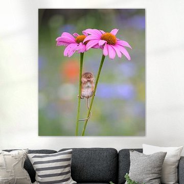 Das Mäuschen posiert zwischen den Blumen