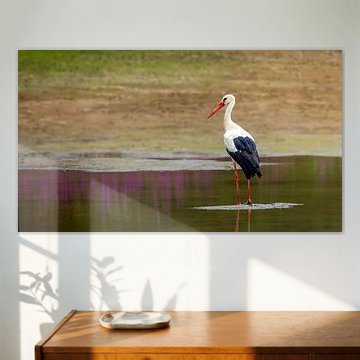 Storch in einem Teich auf der Suche nach Nahrung. von Jurgen Van Der Smissen