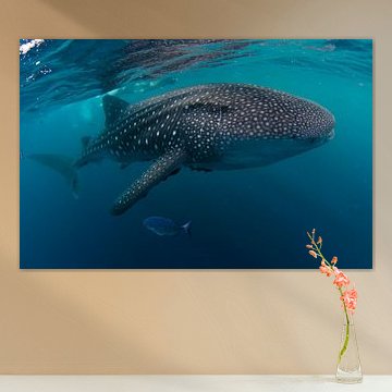 Gigant uit de Pacific