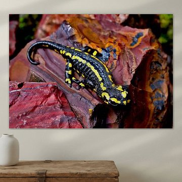 Feuersalamander auf rotem Jaspis von Helmut Martin - The Art of Stone - Steinkunst & Photographie
