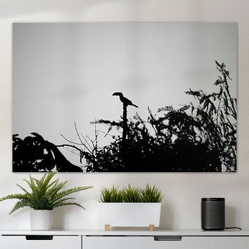 Tukan als Silhouette von foto's van gijs