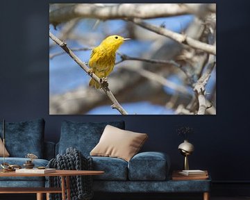 Aruban Yellow Warbler