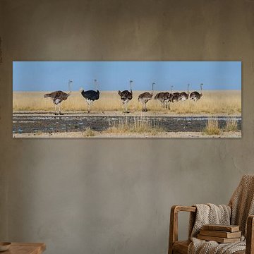 A group of ostriches at the edge of a grassy plain by Adri Vollenhouw