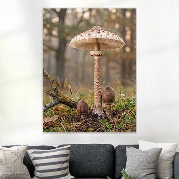 Champignons en forme de parasol dans la forêt d'automne sur Max Steinwald