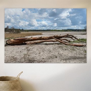 Omgevallen boom in Woensdrechts natuurlandschap