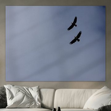 Two white-headed sea eagles flying against a cloudy sky