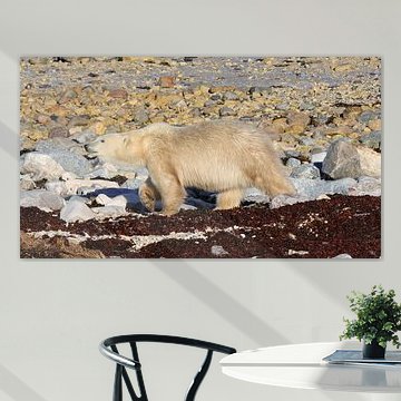 A polar bear on a journey
