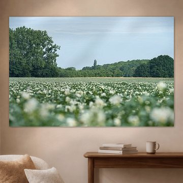 Sommerblüte auf dem Feld