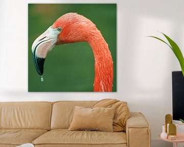 Flamingo van David Dirkx