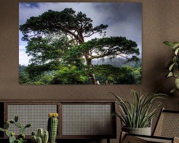 Tree overlooking Muckross Lake, Killarney National Park, Ireland van Colin van der Bel