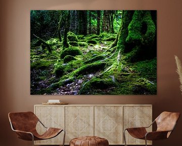 Forest, Killarney National Park, Ireland van Colin van der Bel