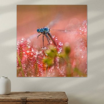 A damselfly on a sundew by fotografie  en art from the heart