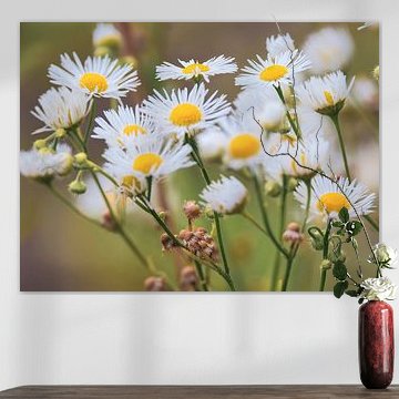 Weiße Wiesenblüten im Fokus von Max Steinwald
