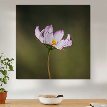 Blume im Fokus