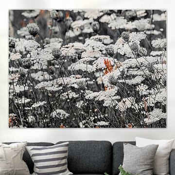 Meadow with umbelliferous plants