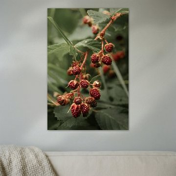 Unreife Brombeeren an einem Zweig von Acharya Fotografie