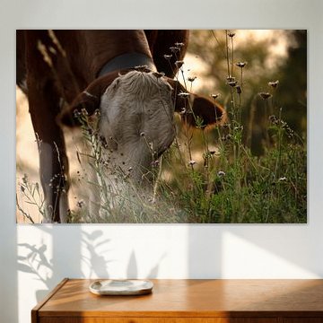 Grasende Kuh auf einer Almwiese an einem Sommerabend von Acharya Fotografie