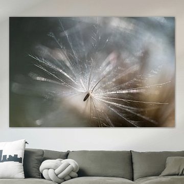 Samen in einem Flaum – Ackerkratzdistel von Eugene Winthagen