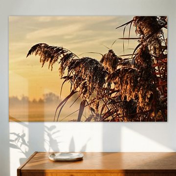 Lumière dorée du matin