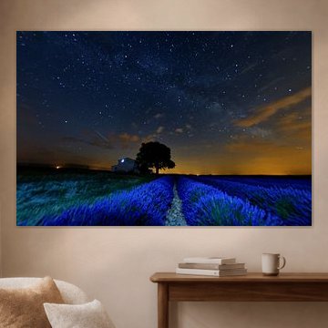 Lavandes dans la nuit