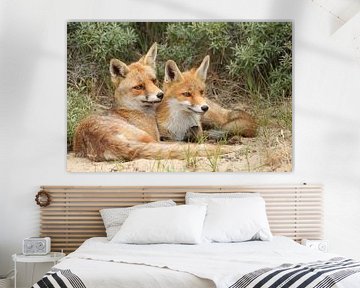 Foxes - love - 