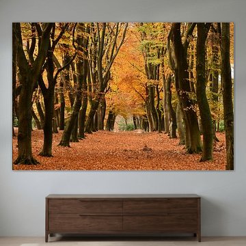 Autumnal beech forest by Paul van Gaalen, natuurfotograaf