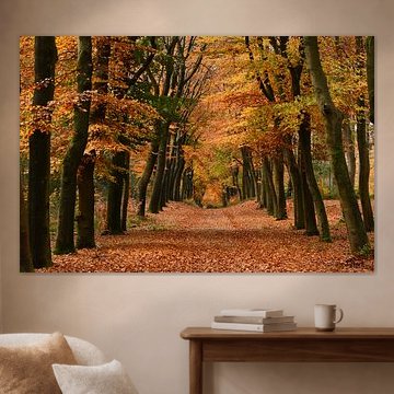Die Herbstfarben in einer alten Buchenallee