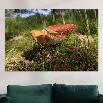 Two mushrooms basking in the sunshine by Vlijtig Liesje