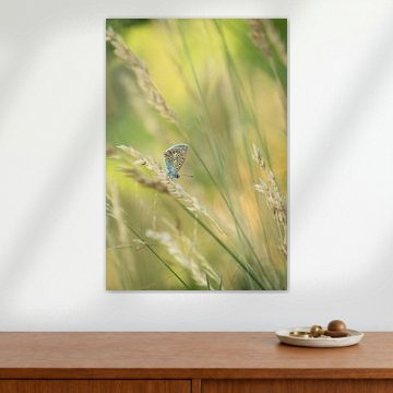Schmetterling (Ikarus-Bläuling) von Moetwil en van Dijk - Fotografie landschappen - natuur