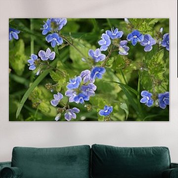 Bloemen in de natuur