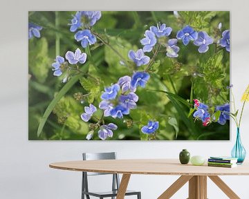 Bloemen in de natuur