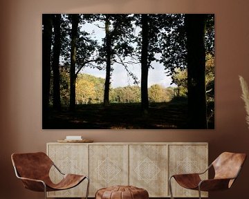 Door de bomen het bos kunnen zien