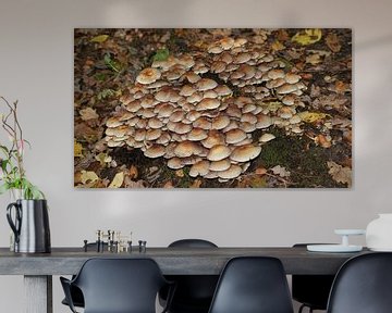 Een hoop paddenstoelen by Peter Hartman