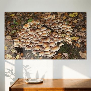 Een hoop paddenstoelen
